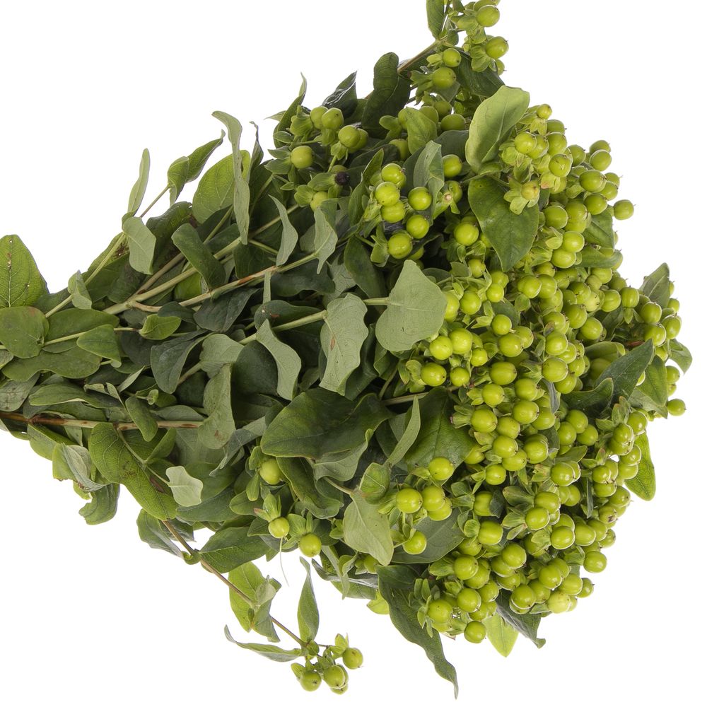 Hypericum grün Bündel 40cm