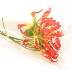 Gloriosa orange 20cm