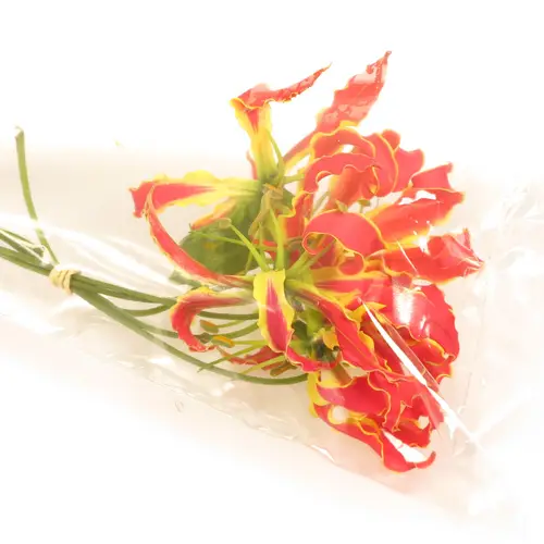 Gloriosa orange 20cm
