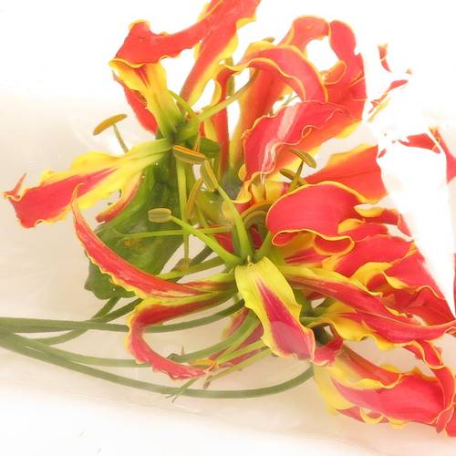 Gloriosa orange 20cm