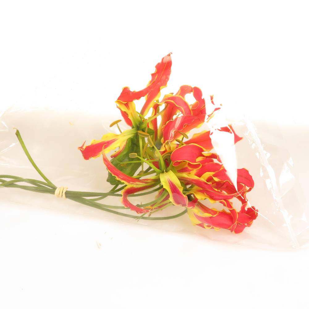 Gloriosa orange 20cm