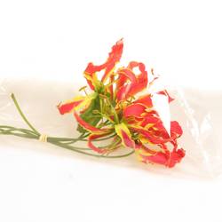 Gloriosa orange 20cm