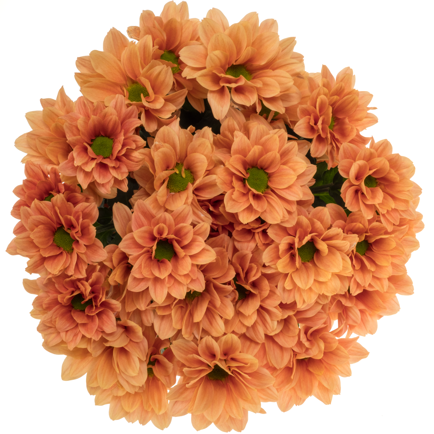 Chrys.Tros orange Babe orange 75 Gramm 70cm