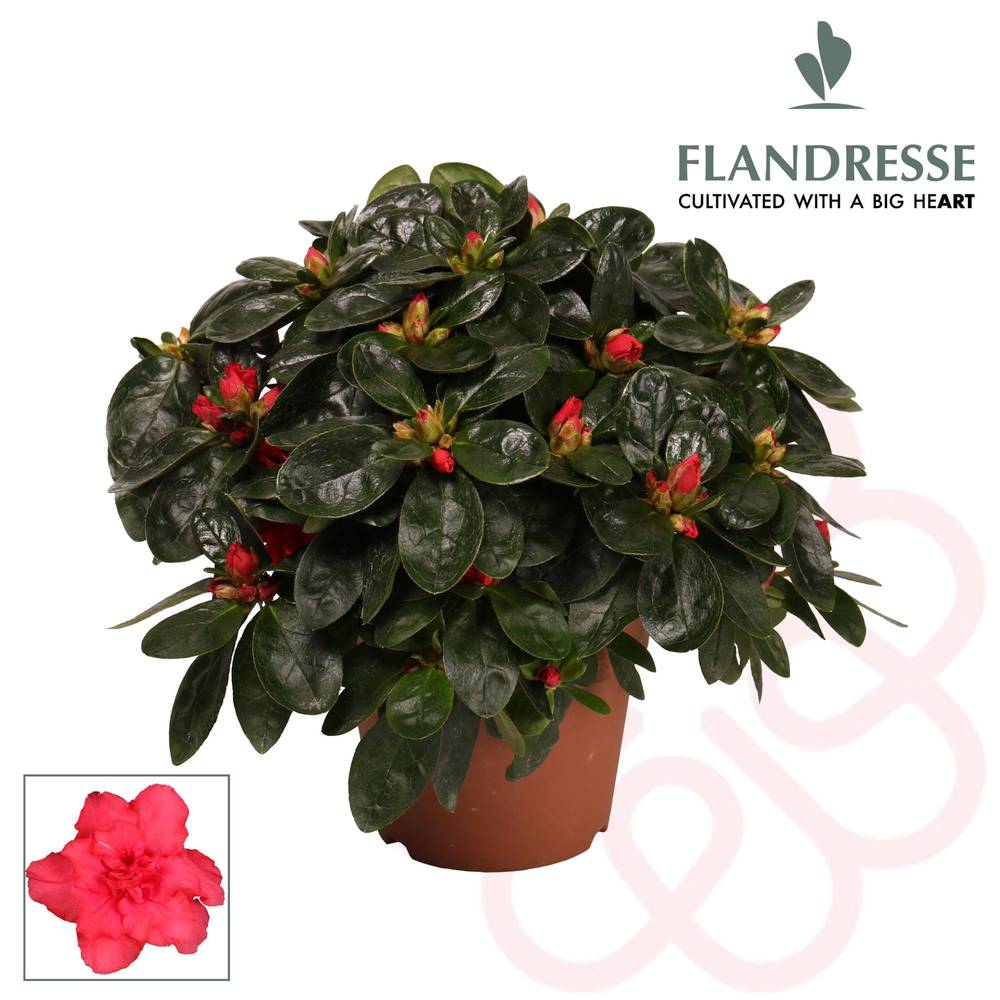 Azalee rot 22 - 25 cm T12 H025