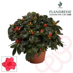 Azalee rot 22 - 25 cm T12 H025