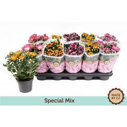 Chrys.mix Special T12 H27