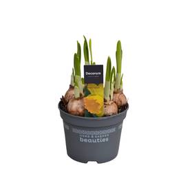 Narzisse 5er gelb Adriana T12 H017