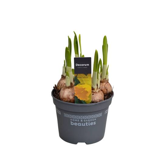 Narzisse 5er gelb Adriana T12 H017