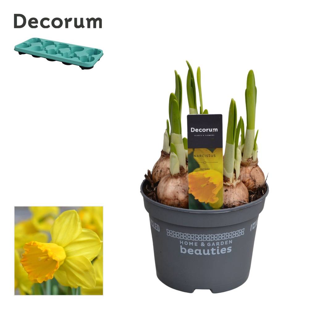 Narzisse 5er gelb Adriana T12 H017