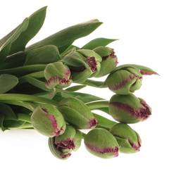 Franz.lila gezackt Gorilla 38 Gramm 55cm