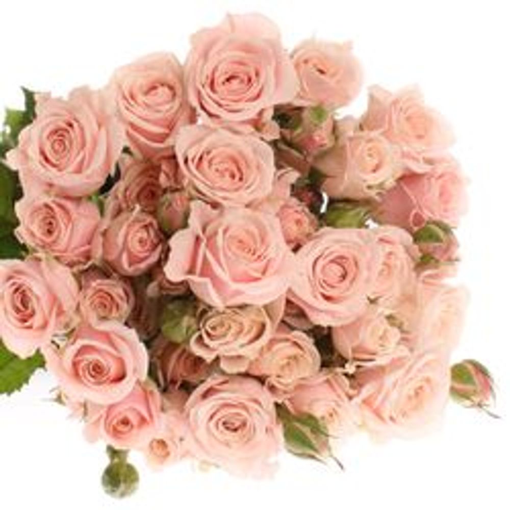 Rose verzweigt apricot Sweet 4 Tune 2+Blüte 35cm