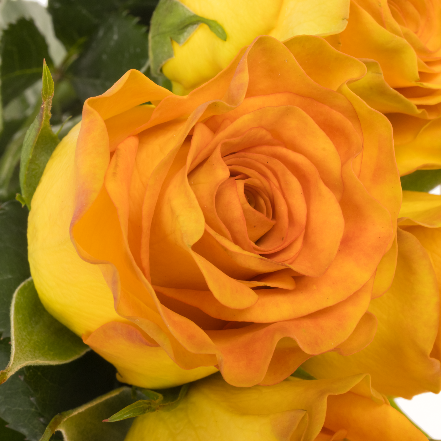 Rose gelb/orange Trinidad 70cm