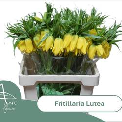 Fritilaria gelb lutea 60cm