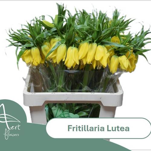 Fritilaria gelb lutea 60cm