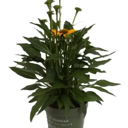 Echinacea gelb T17 H040