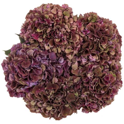 Hortensie lila Ruby Glow classic Bol 20cm 80cm