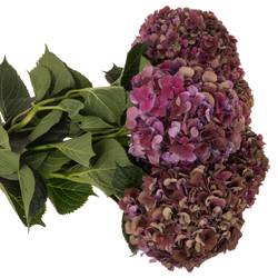 Hortensie lila Ruby Glow classic Bol 20cm 80cm