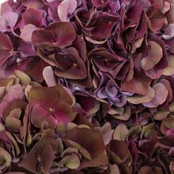 Hortensie lila Ruby Glow classic Bol 20cm 80cm