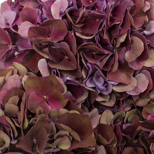 Hortensie lila Ruby Glow classic Bol 20cm 80cm