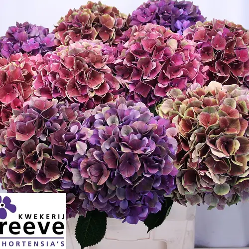Hortensie lila mix Ruby Glow classic Bol 23-25cm 80cm