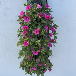 Calibrachoa rosa Wandhänger H045