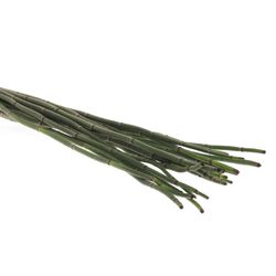 Bambus grün Schachtelhalm 70cm