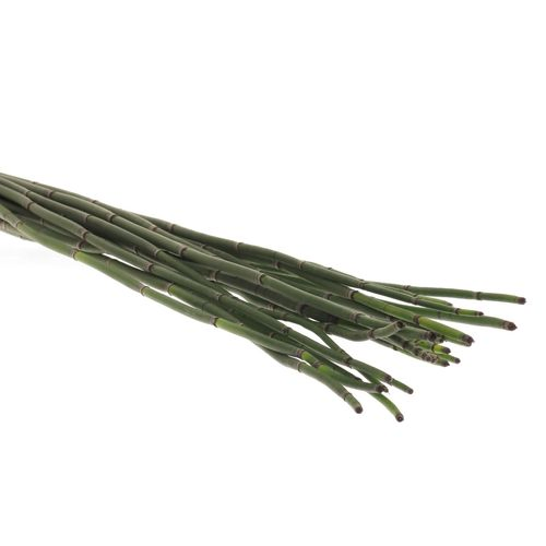 Bambus grün Schachtelhalm 70cm