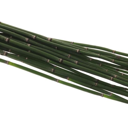 Bambus grün Schachtelhalm 70cm