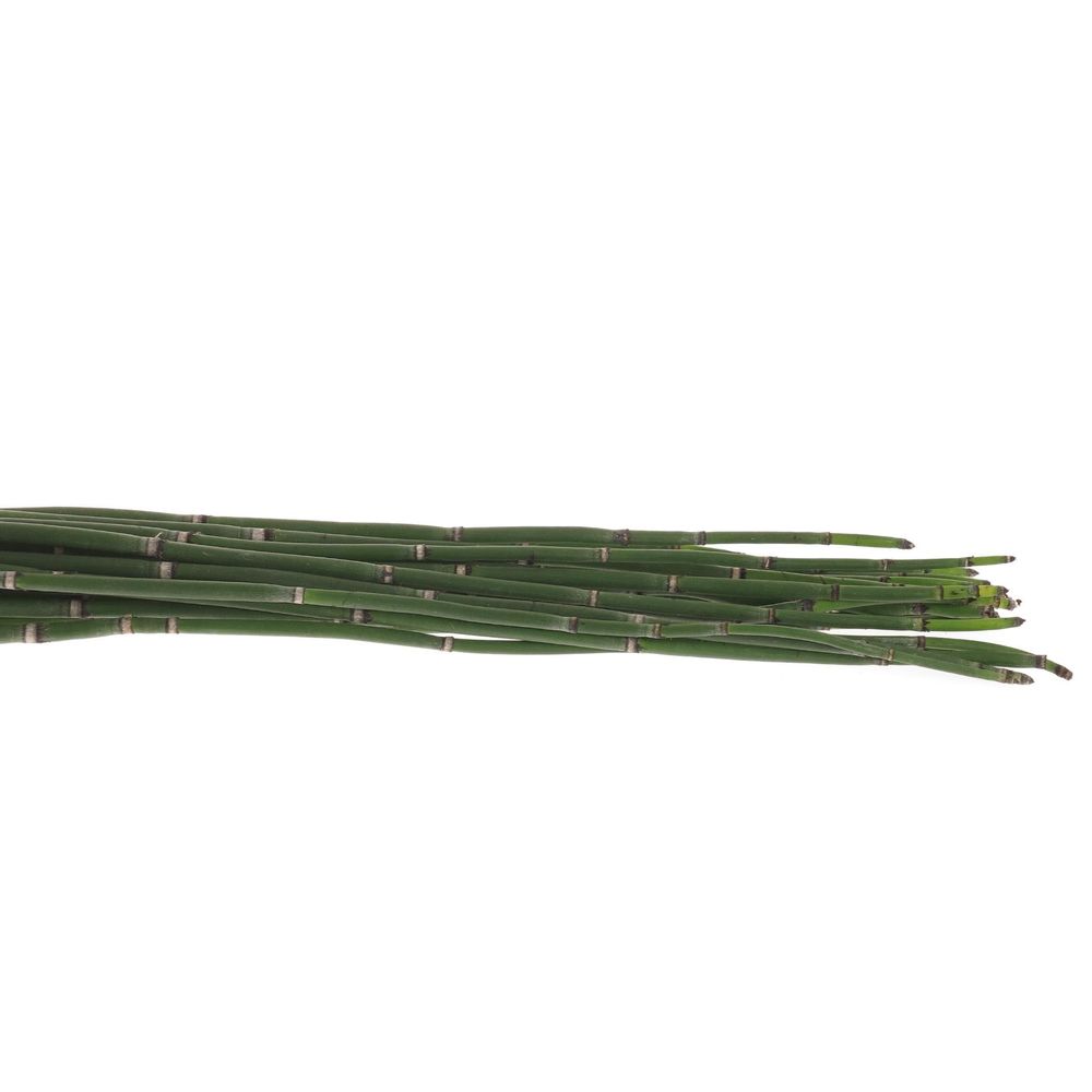 Bambus grün Schachtelhalm 70cm