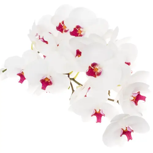 Phalaenopsis weiss Red Lips 25Blüte 3 Stiele