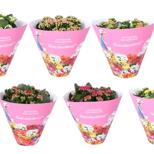 Kal.Gef.mix Gardenlina potcover T15 H027