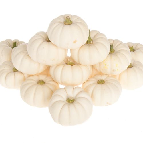 Zierk.weiss Baby Boo 8cm