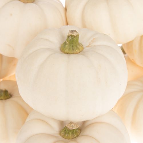 Zierk.weiss Baby Boo 8cm