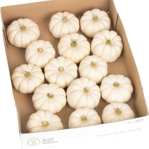 Zierk.weiss Baby Boo 8cm
