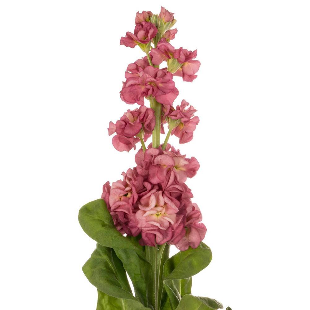 Levkoje alt rosa Impala terra 72 cm