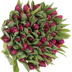 Tulpe lila doppel Pontiac 32 Gramm