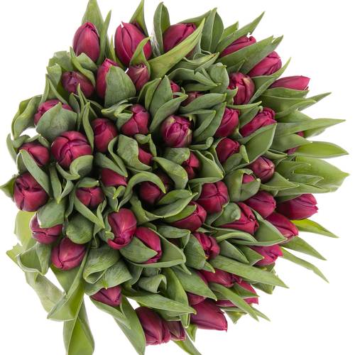 Tulpe lila doppel Pontiac 32 Gramm