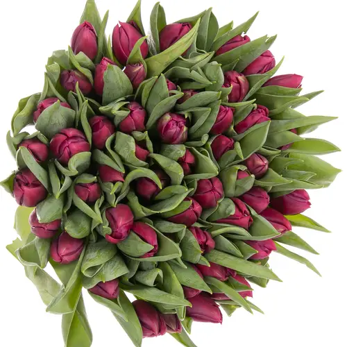 Tulpe lila doppel Pontiac 32 Gramm
