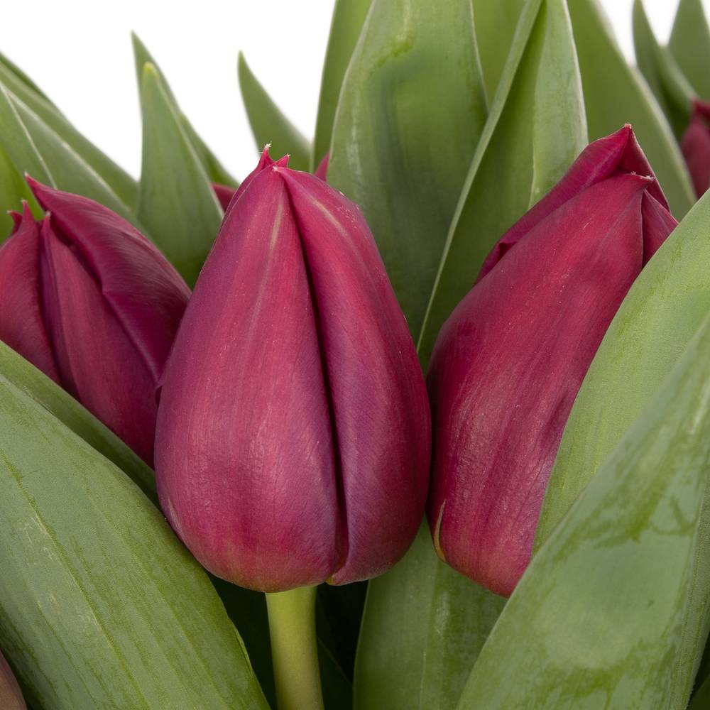 Tulpe lila doppel Pontiac 32 Gramm