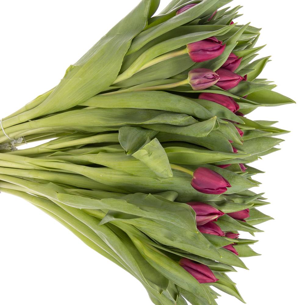 Tulpe lila doppel Pontiac 32 Gramm