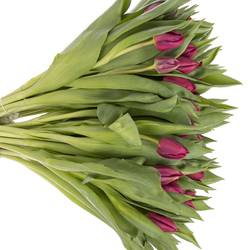 Tulpe lila doppel Pontiac 32 Gramm