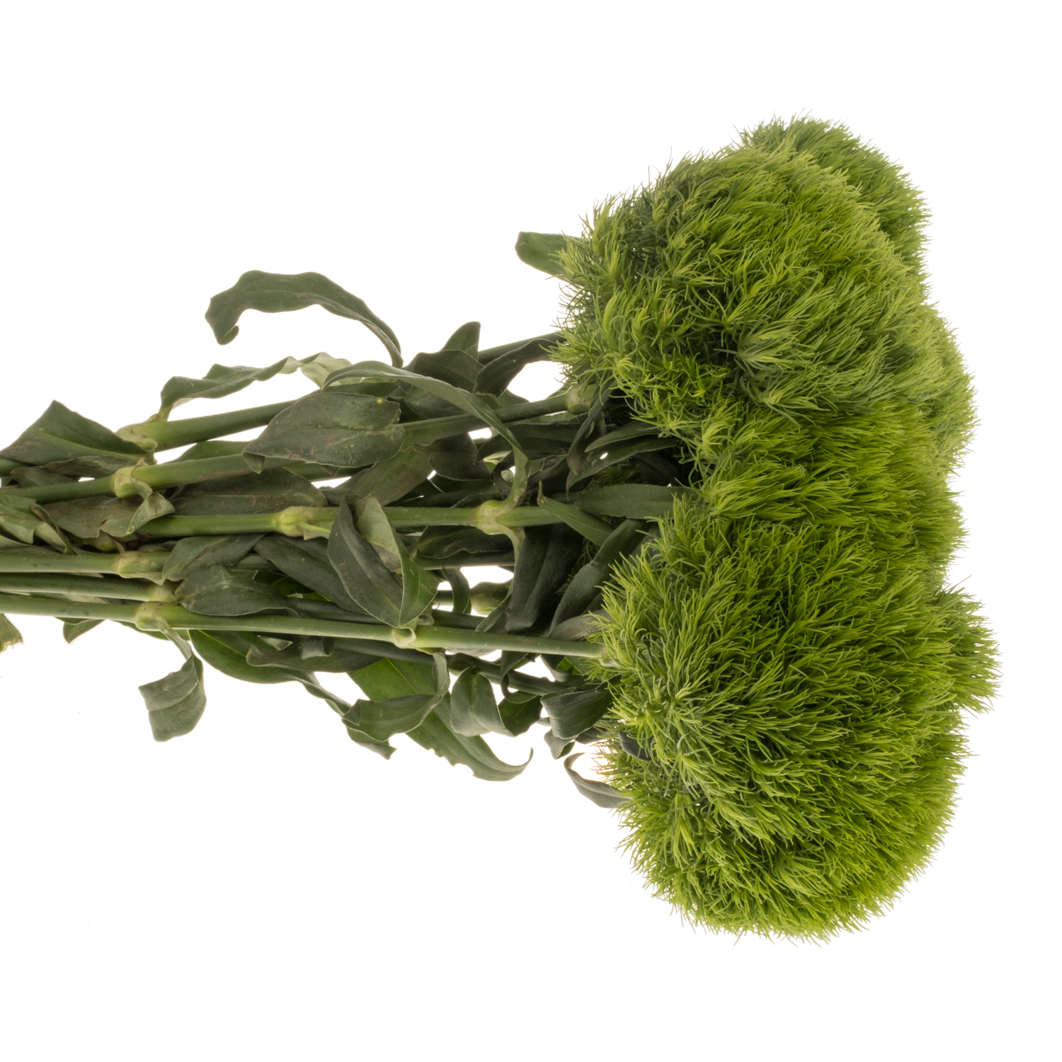 Bartnelke dunkel grün Kiwi Mellow 45cm