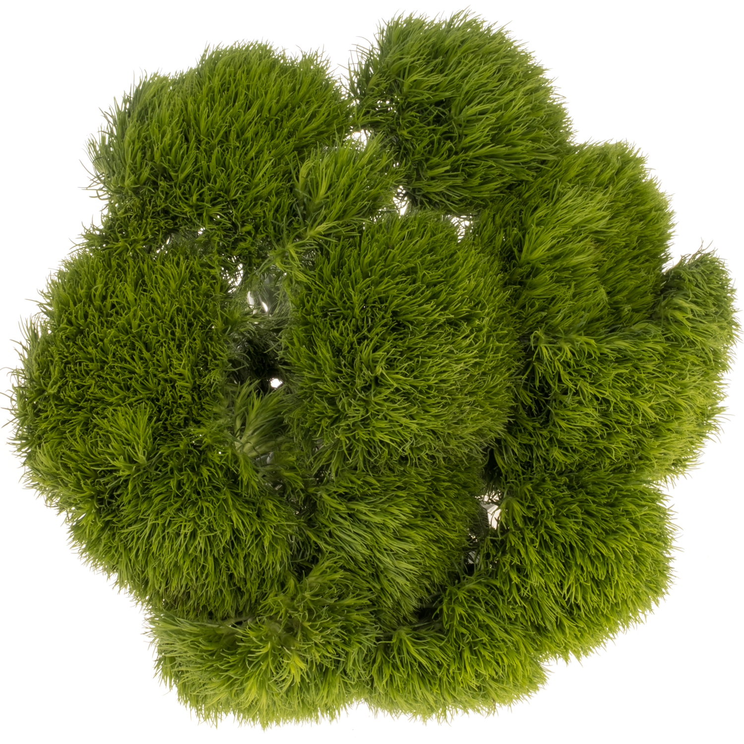 Bartnelke dunkel grün Kiwi Mellow 45cm