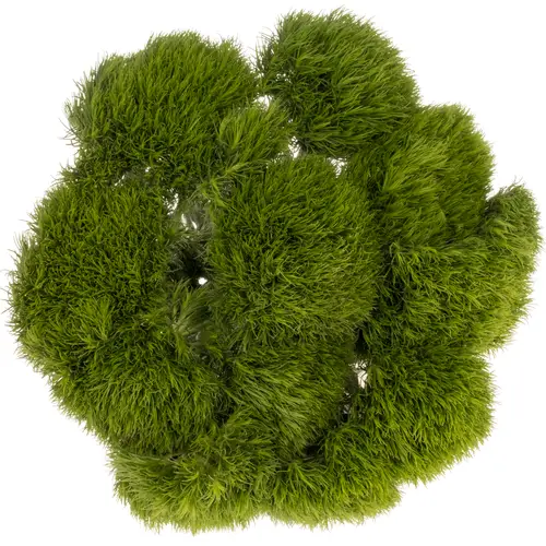 Bartnelke dunkel grün Kiwi Mellow 45cm