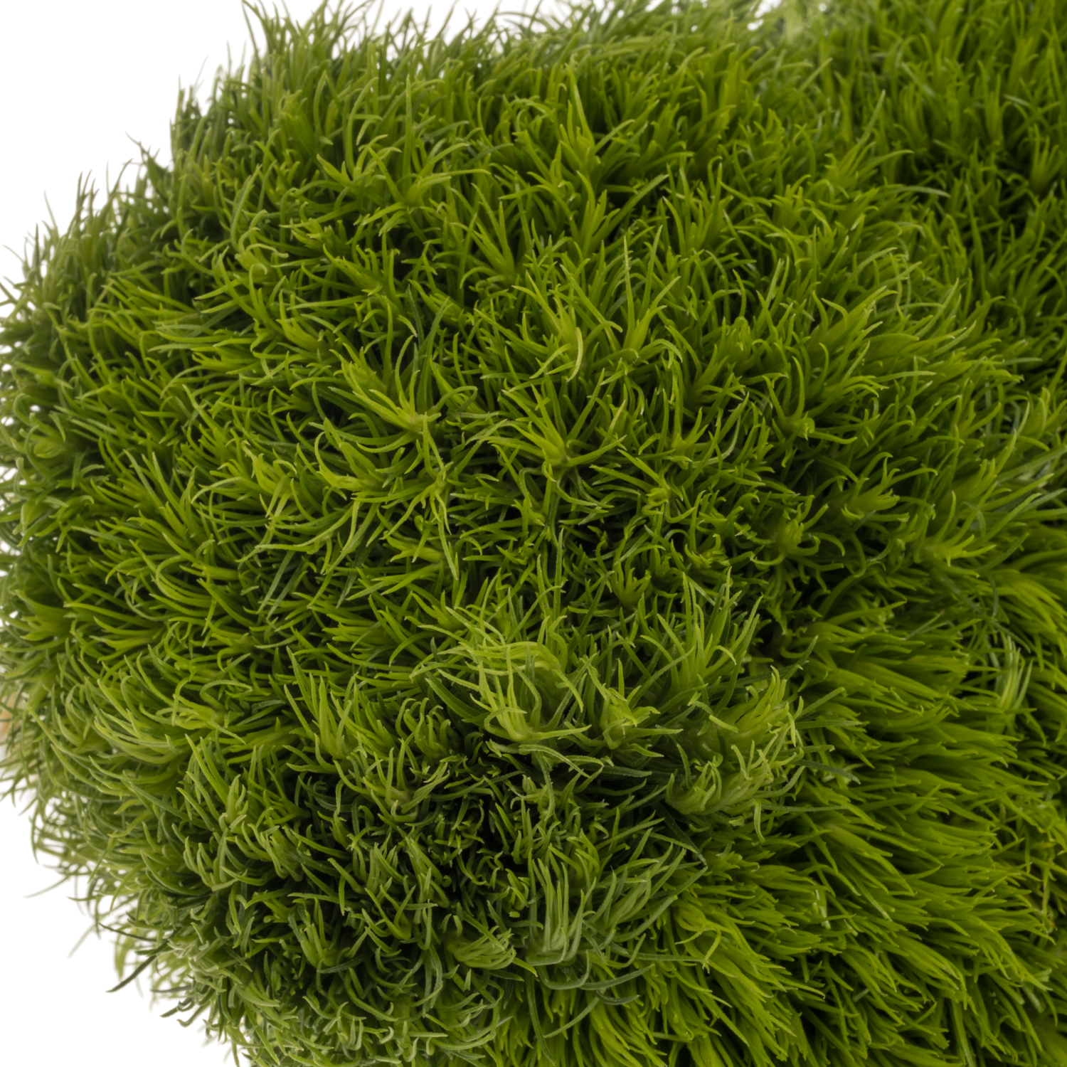 Bartnelke dunkel grün Kiwi Mellow 45cm