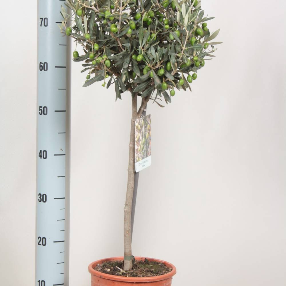 Olea dunkel grün Europaea auf Stamm T18 H080