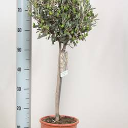 Olea dunkel grün Europaea auf Stamm T18 H080