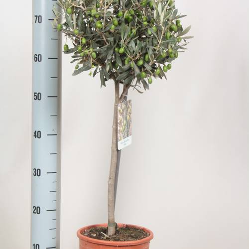 Olea dunkel grün Europaea auf Stamm T18 H080