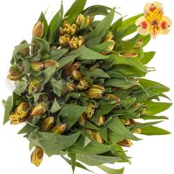 Alstroemerie gelb Bali 40 Gramm 60cm