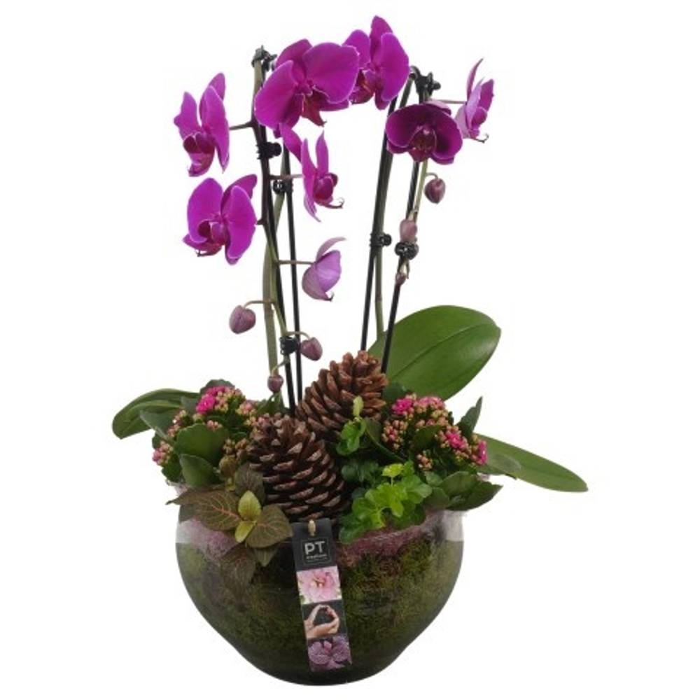 Phal.Arr PTHG3410 Herbst T23 H056